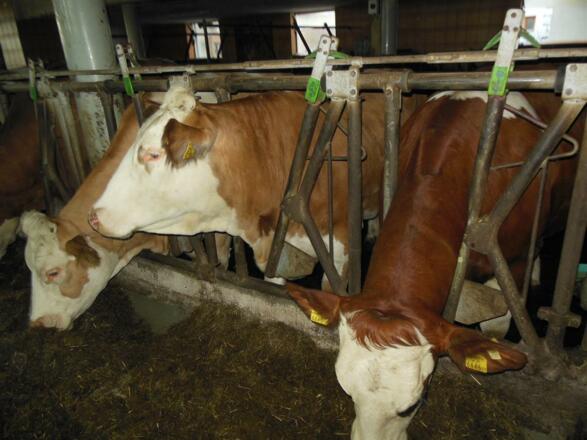 Kühe in unserem Stall