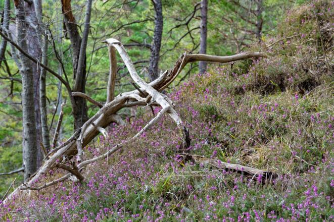 Flora entlang des Wanderwegs zur Bürgermeisterhöhe
