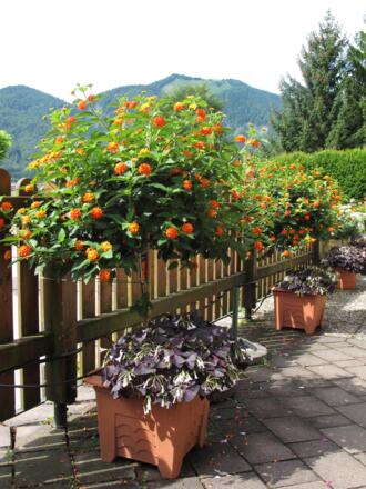 Terrasse.JPG