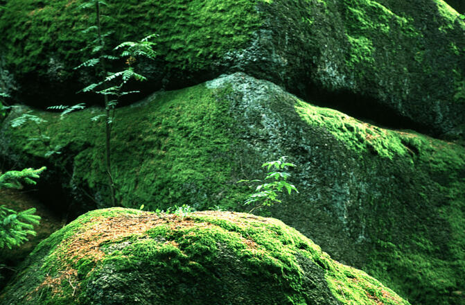 Steinformationen mit Moosbewuchs