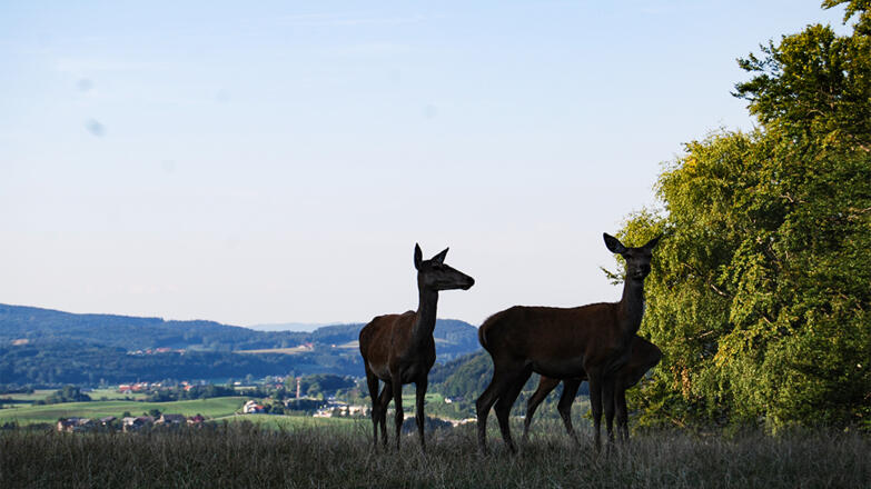 Rehe Kulm