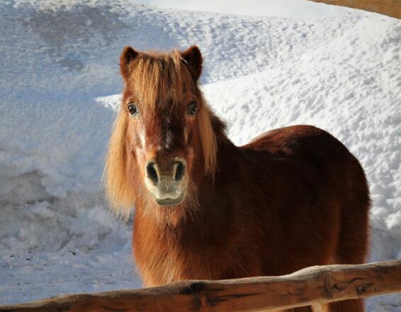 Mia vom Gschtrüübelhof