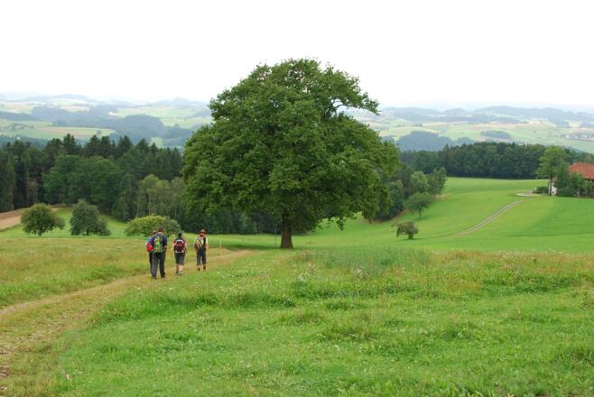 Eiche St. Peter am Wimberg