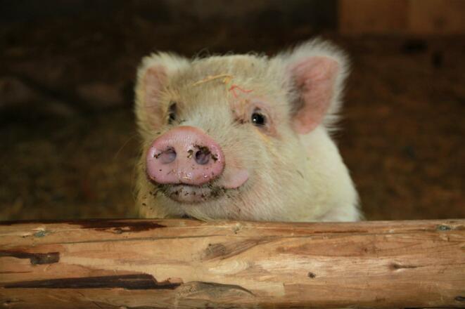 Sunny vom Gschtrüübelhof