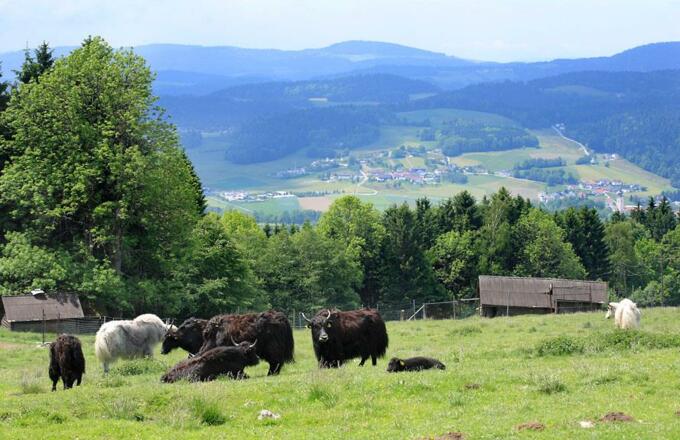 Talblick über unsere Rinderweide