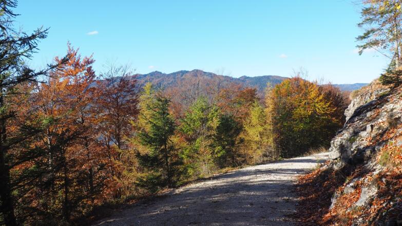 Forststraße gerade weiter, dann links nach Spitzkehre um 600m weglos ab.