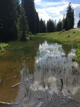 Die kleine Lacke am Plumpmoos.