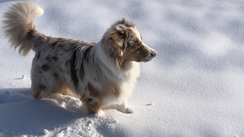 Hund