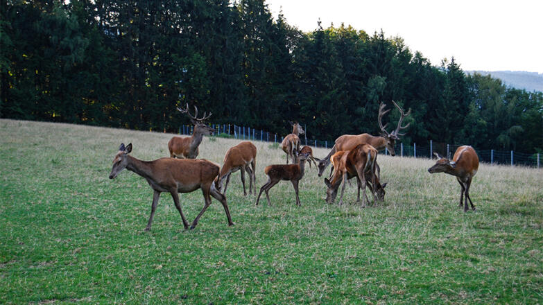 Kulm Tiere