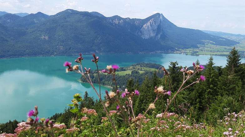 Blick auf den Mondsee