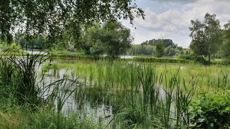 Urlsee Wasserpflanzen