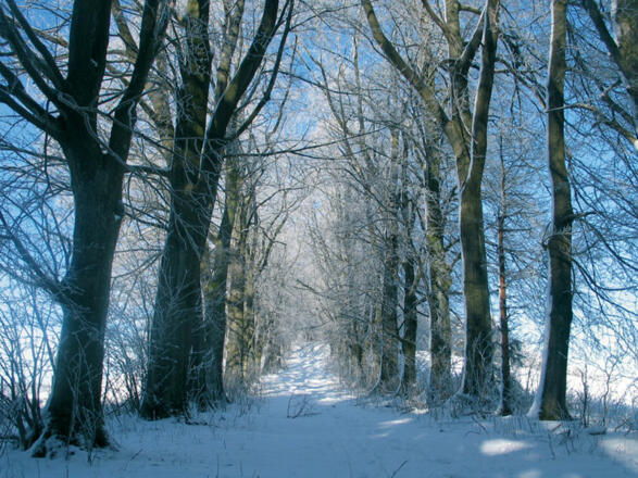 Winterallee