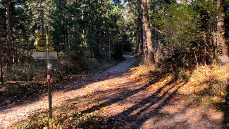 Waldweg Aktivrunde Münster