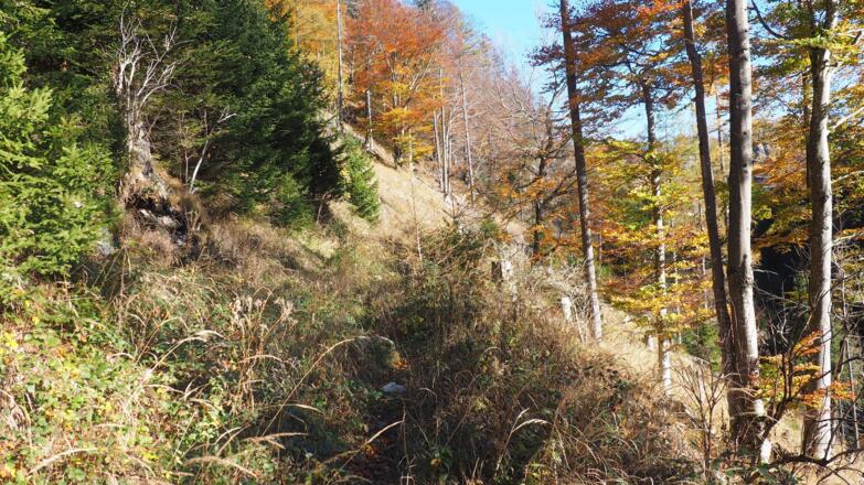 Querung Südhang mit Aussicht, hohes Gras da Lichtung.