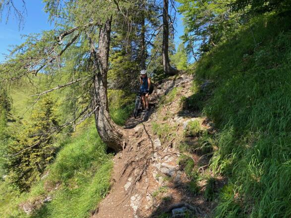 Einzelne Abschnitte des Singletrails sind etwas steiler und von Wurzeln durchzogen.