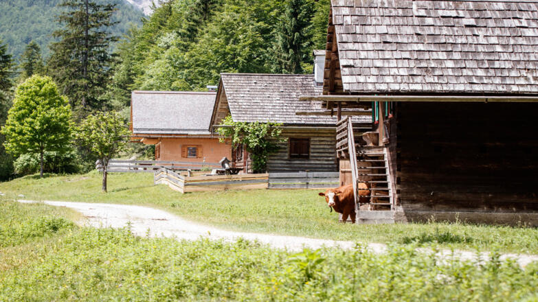 Eine Kuh in der Brunntalalm ist fasziniert vom Gravel Biken