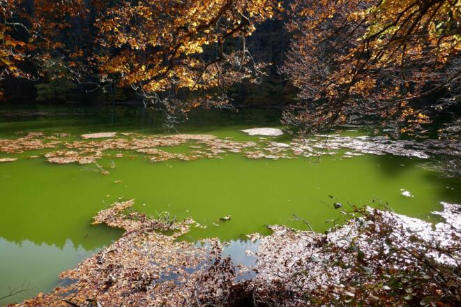 Der Kalvarienberg-Weiher im Sonnenlicht