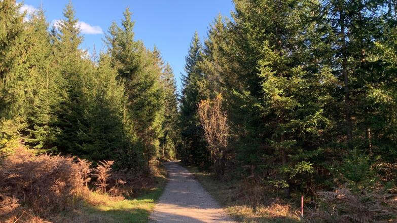 Waldabschnitt Waldrunde Aktivrunde Münster