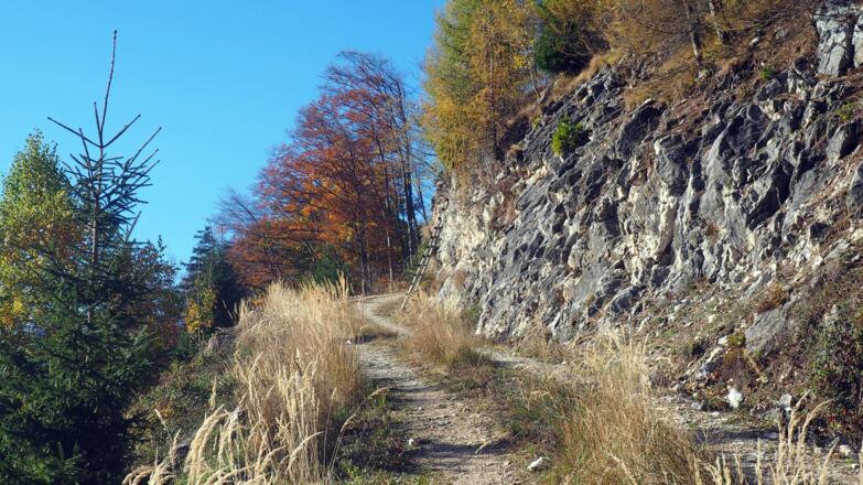 Sonniger, südseitiger Forstweg.