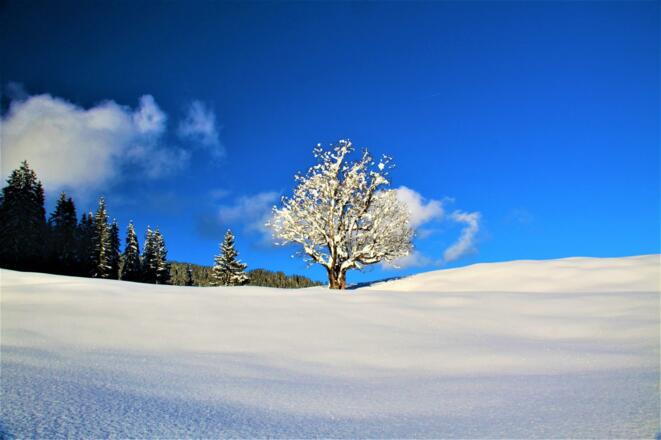 Ausblick auf den Ahorn hinter dem Ferienhaus