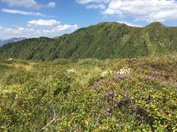 Zahlreiche Zwergstraucharten zieren den Weg hinauf zur Alten Kellerjochhütte (hinten der Proxenstand und rechts davon der Gratzenkopf).