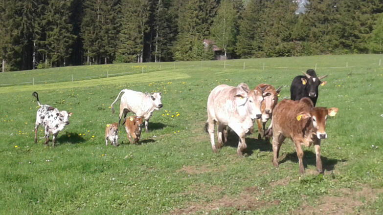 Tiere
