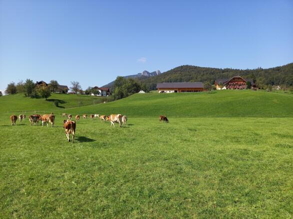 Paulbauer St. Wolfgang