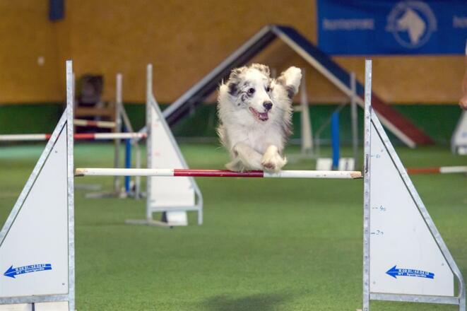 Agility in der Hundesporthalle
