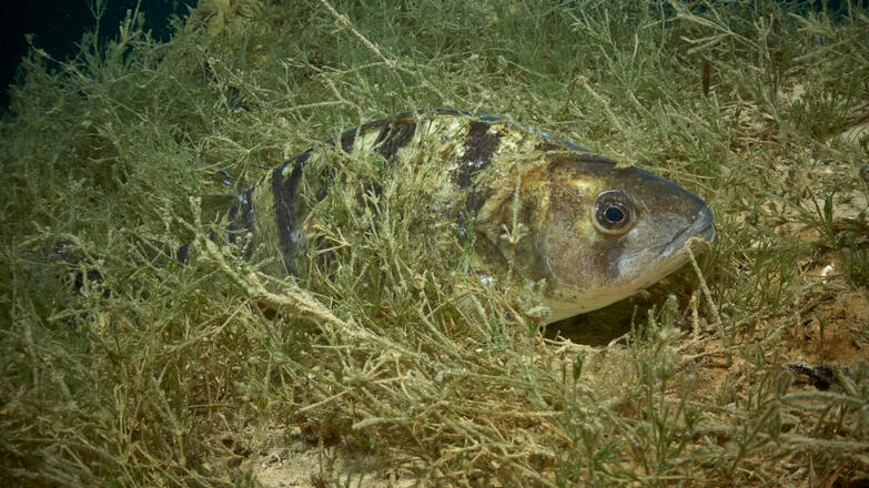 2018-tauchen-twin-towers-flussbarsch-thorsten-neumeier