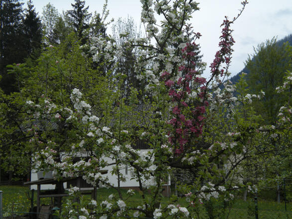 Obstgarten