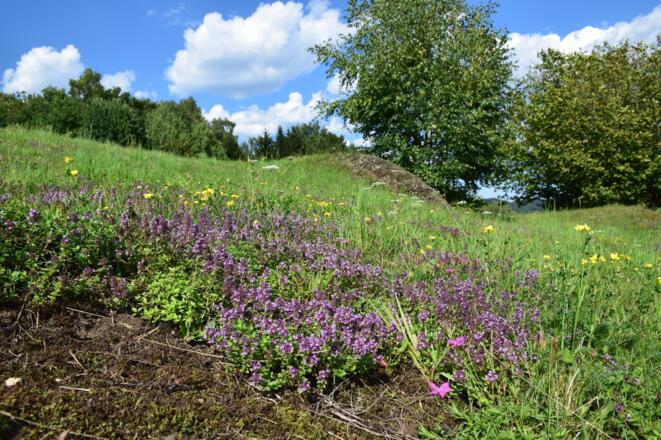Magerwiese mit Quendel im Naturpark Mühlviertel
