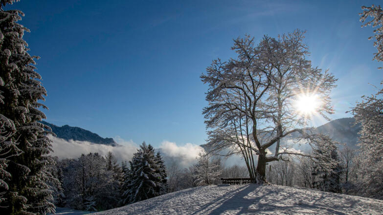 Winterwanderung Kastanienwald
