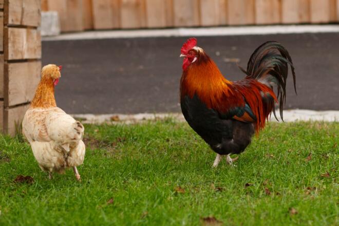 Hausansicht Bauernhof Weslhof