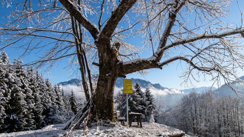 Winterwanderung Kastanienwald