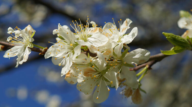 Zwetschkenblüte, Naturpark Attersee-Traunsee