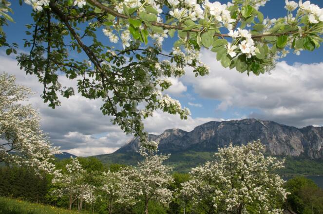 Graf `en - Alm