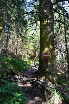 Wanderweg zur Zwieselalm