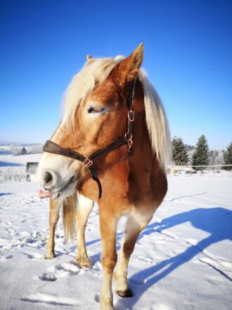 Winterreiten