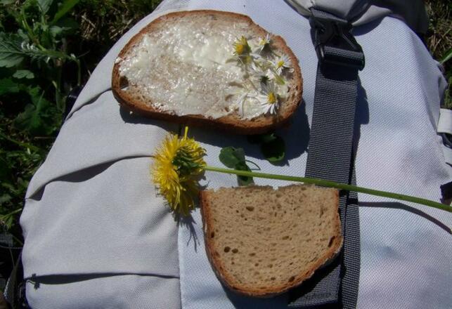 Kräuterwanderung