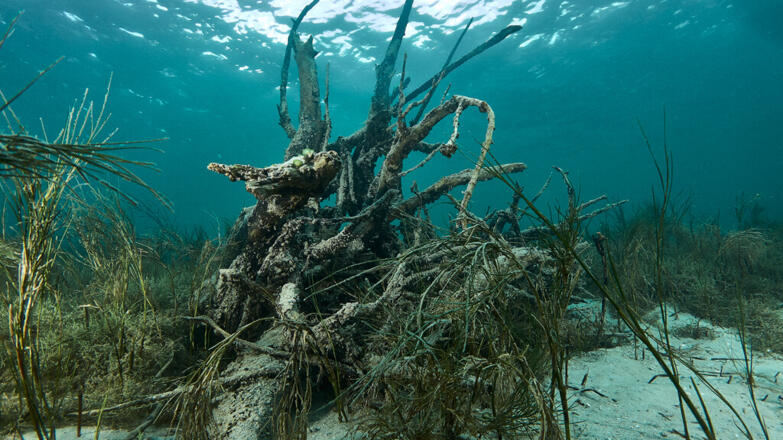 2018-tauchen-unterwasserwald-2-thorsten-neumeier