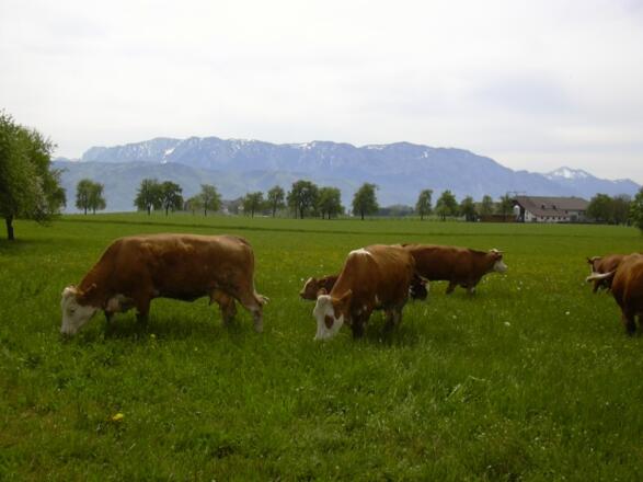 Hauswand Bauernhof Weslhof