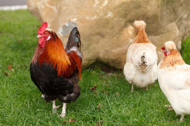 Kuh am Bauernhof Weslhof