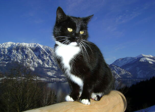 Hauskatze `Bussi`