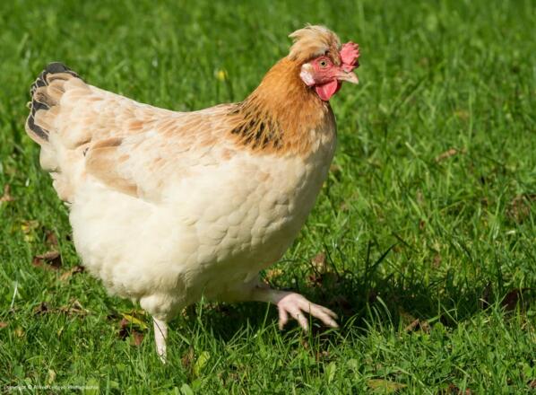 Zimmer am Bauernhof Weslhof