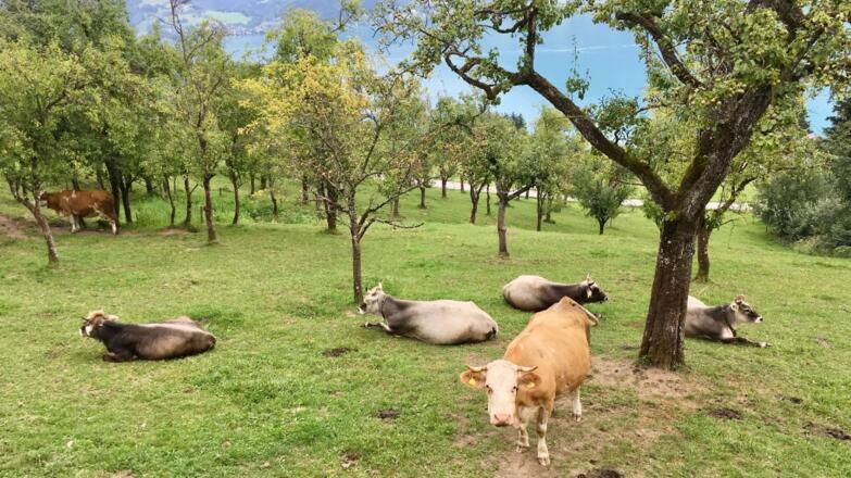 Kuehe auf den Streuobstwiesen vom Naturhof Roithbauer