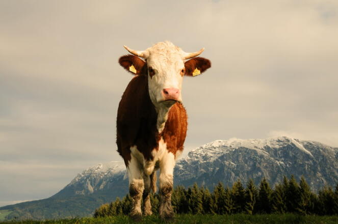 MIKE auf der Alm