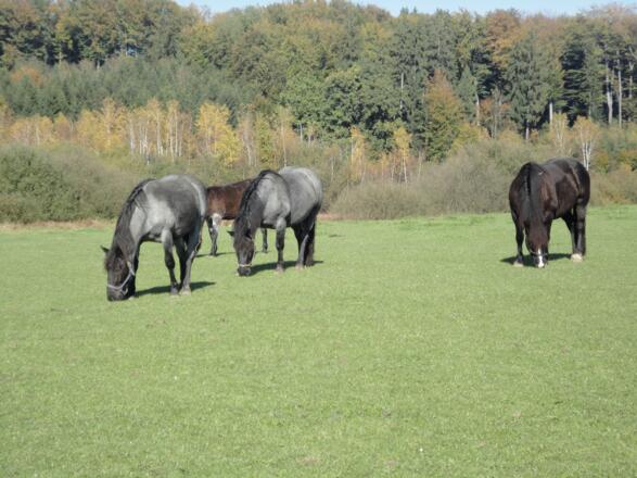 Moorwiese Gerlhammer Moor