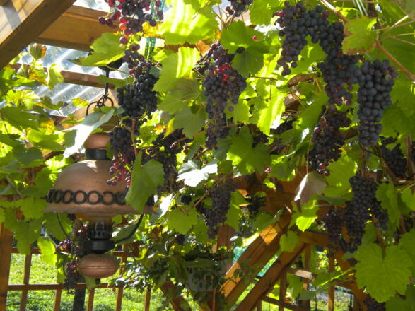 Weinlaube