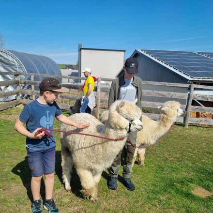 Alpakka-Wanderung
