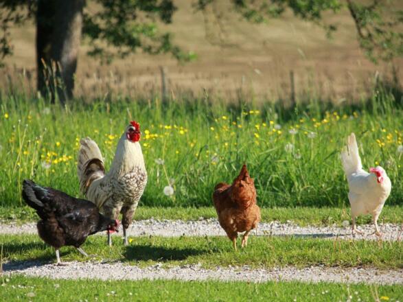 Besuche unsere Tiere